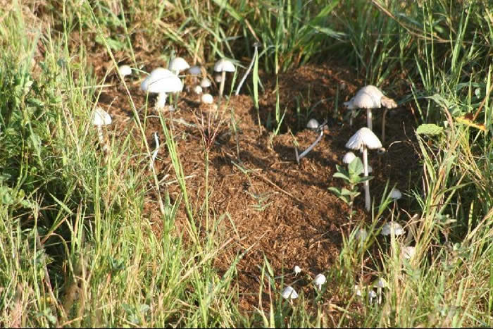 Wild mushrooms on elephant dung